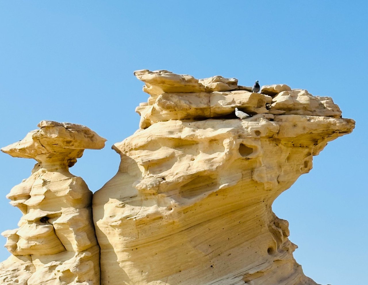 Ancient  Fossils Dune Abu Dhabi