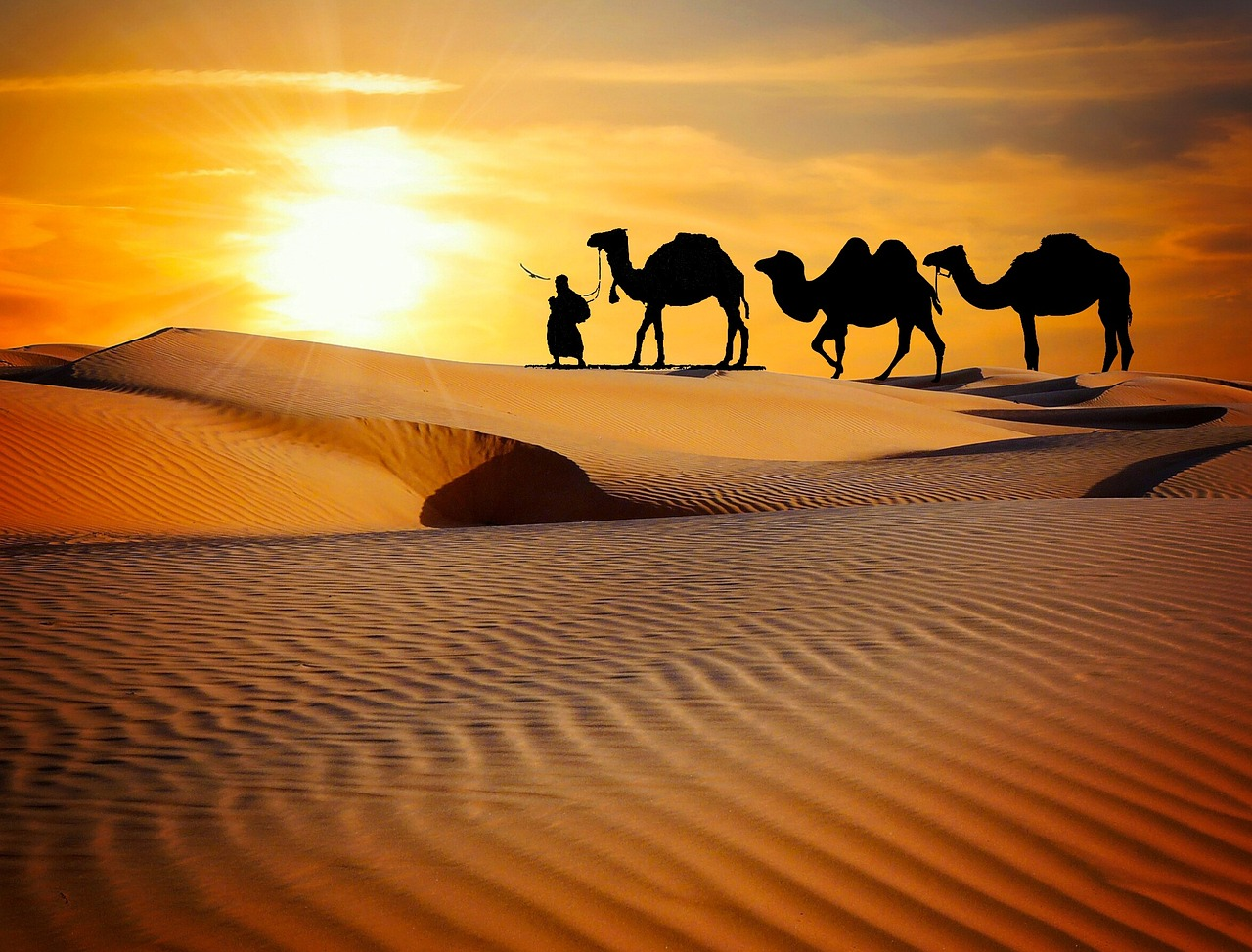 Camels Sand Dunes