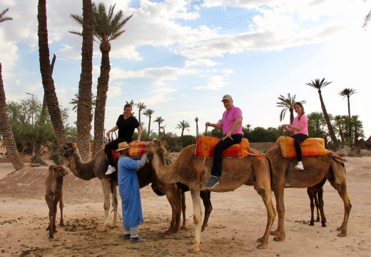  Camel Ride Abu Dhabi at Sunrise