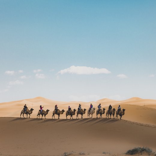 Camel Rides in Abu Dhabi Desert