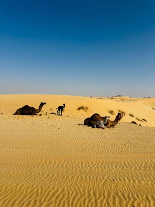 Group of Camel in Desert